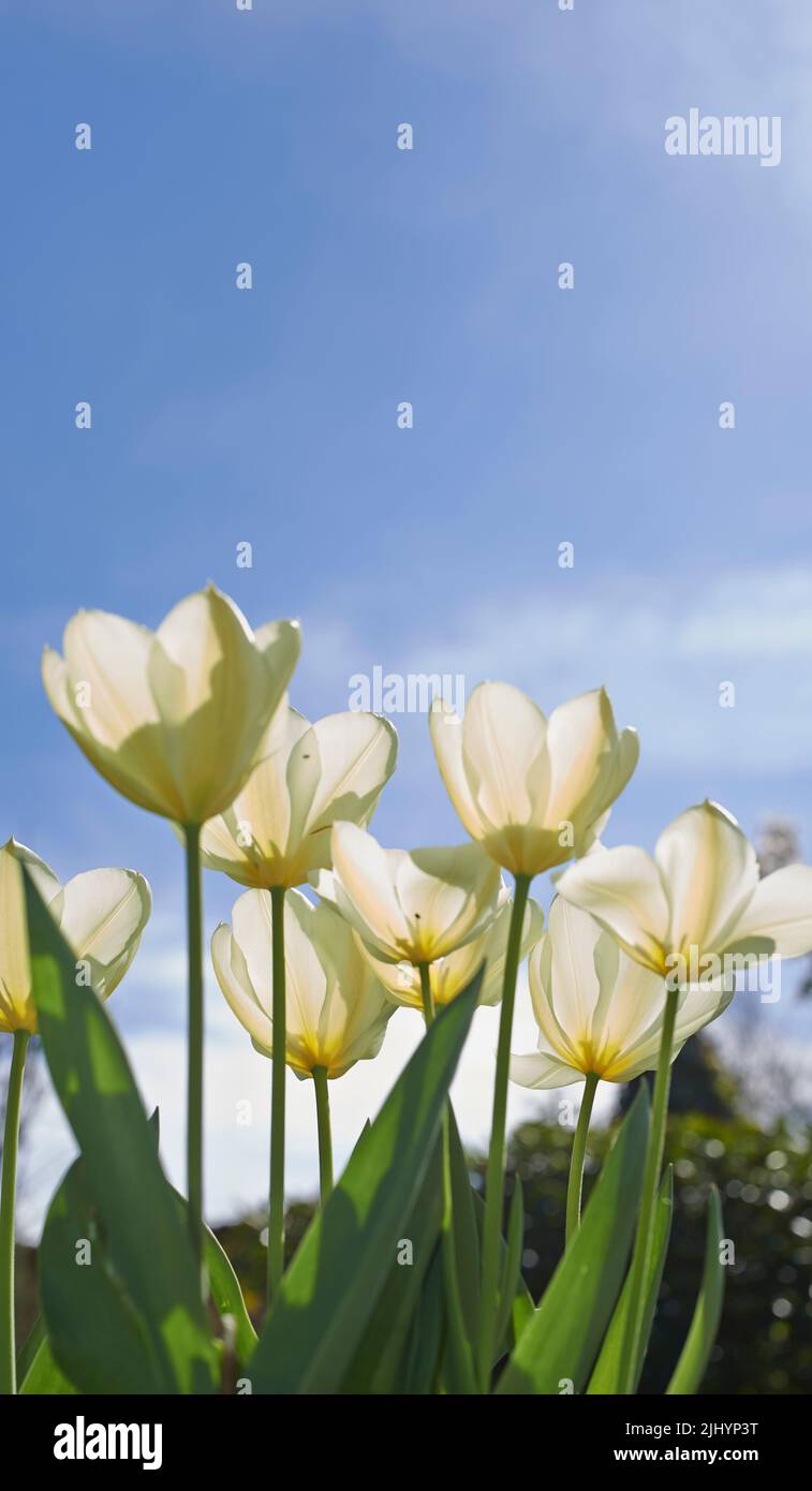 Weiße Tulpen wachsen an einem sonnigen Tag vor einem klaren Himmel. Nahaufnahme von saisonalen Blumen, die in einem ruhigen Feld oder Garten blühen. Makrodetails, Textur und Stockfoto