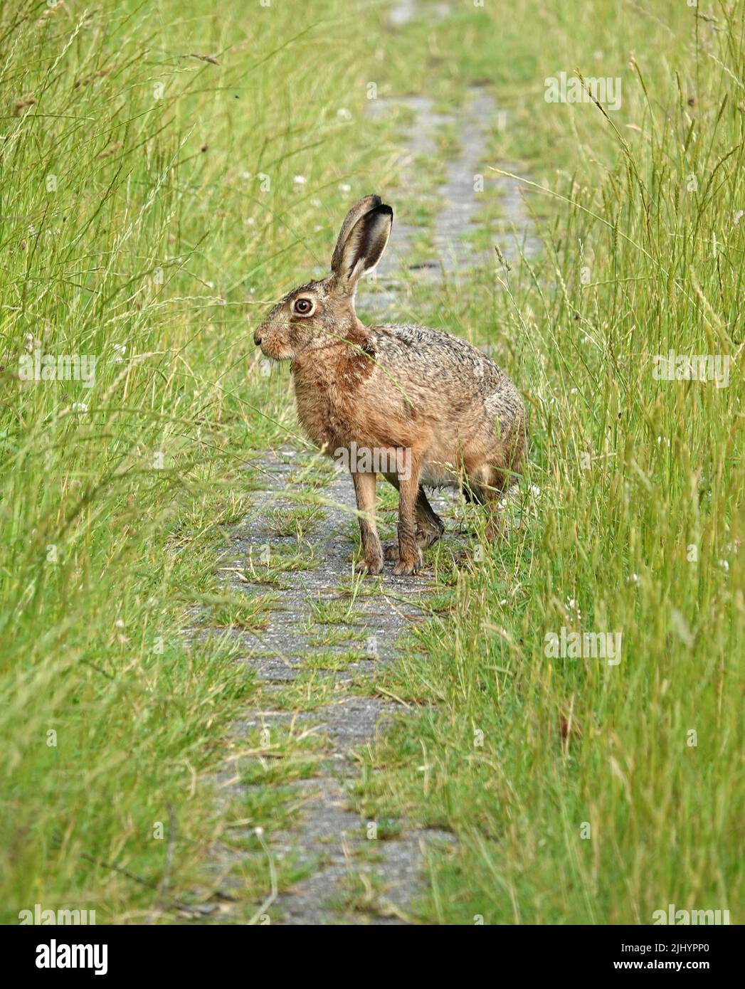 Ein europäischer Hase, der sich drehte, als er entdeckte, dass er nicht allein auf dem Fußweg war. Er rannte zum ersten Mal auf den Fotografen zu. Stockfoto