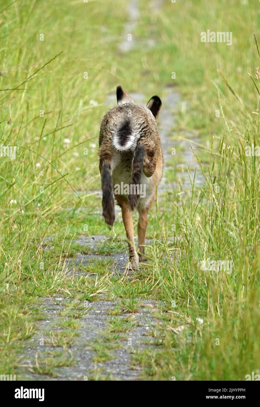 Ein europäischer Hase, der davonlief, als er entdeckte, dass er nicht allein auf dem Fußweg war. Stockfoto