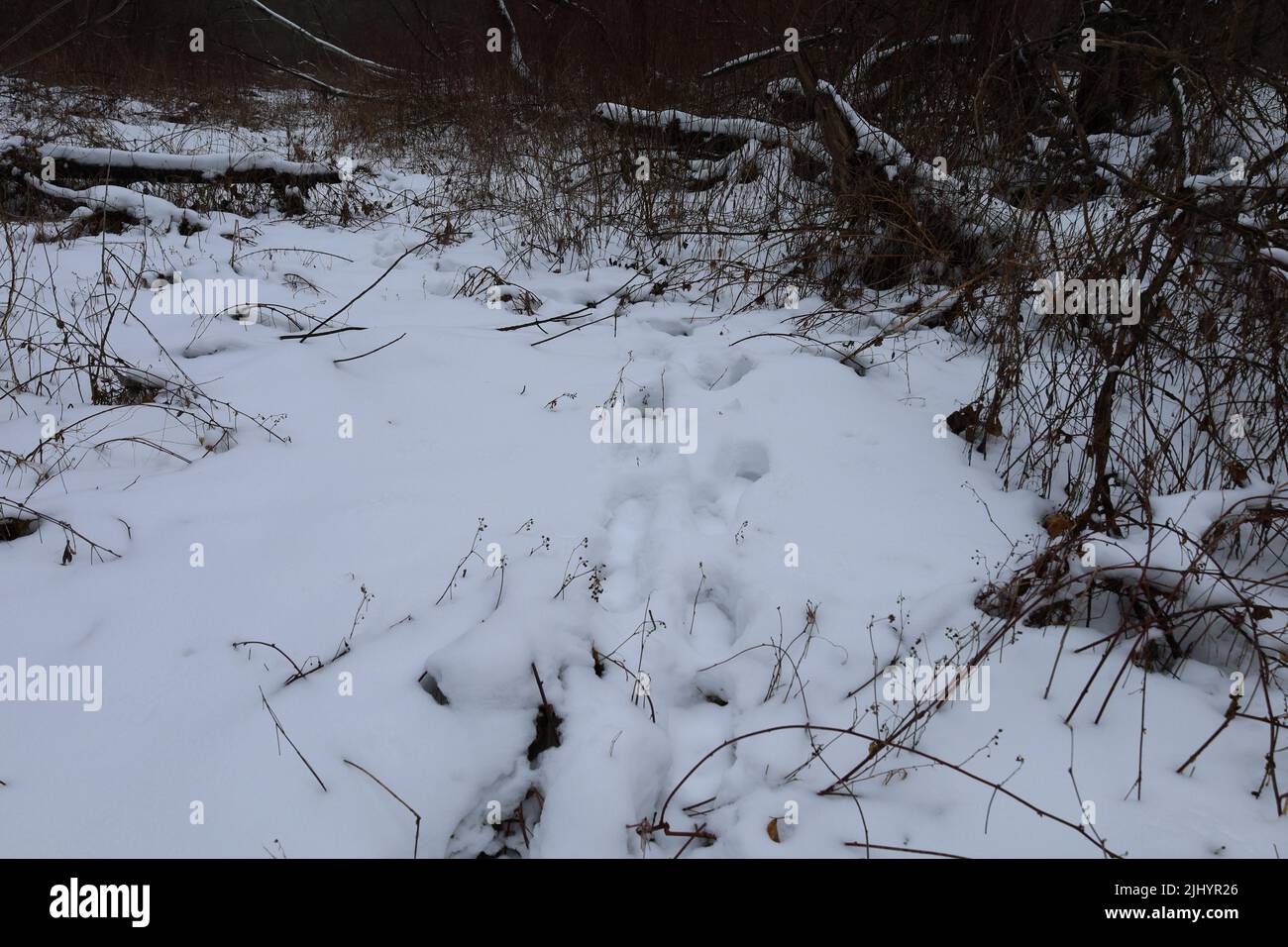 Spuren von wilden Tieren im Schnee an einem sonnigen Tag Stockfoto