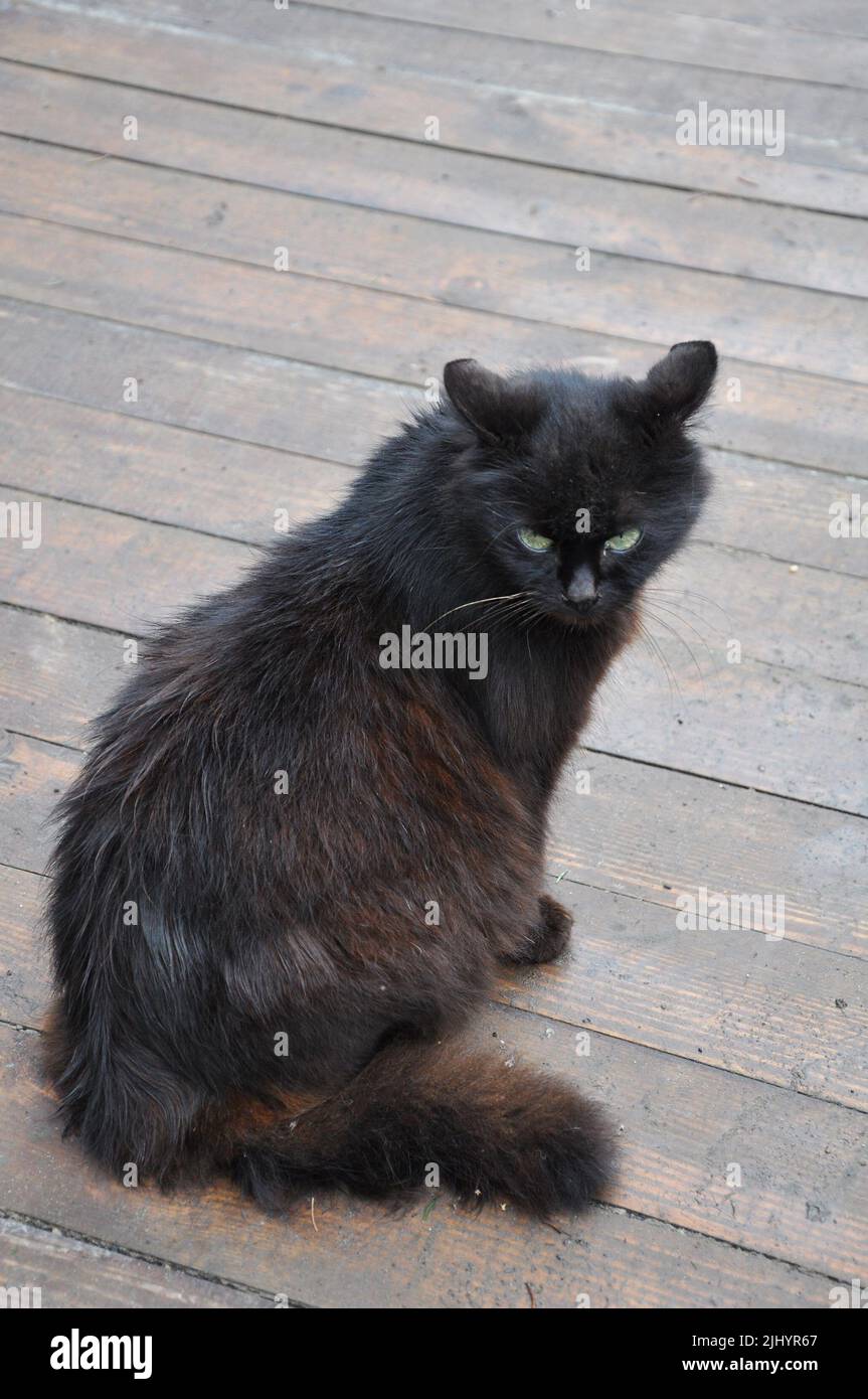 Wary schwarze streunende Katze mit schmutzigem Fell auf der Straße Blick auf etwas Stockfoto