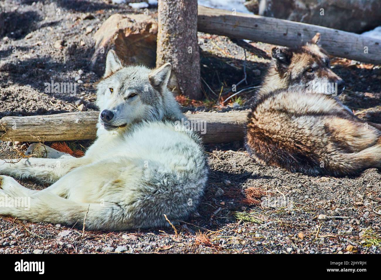 Zwei Wölfe, die sich im Frühjahr auf dem Boden ausruhen Stockfoto