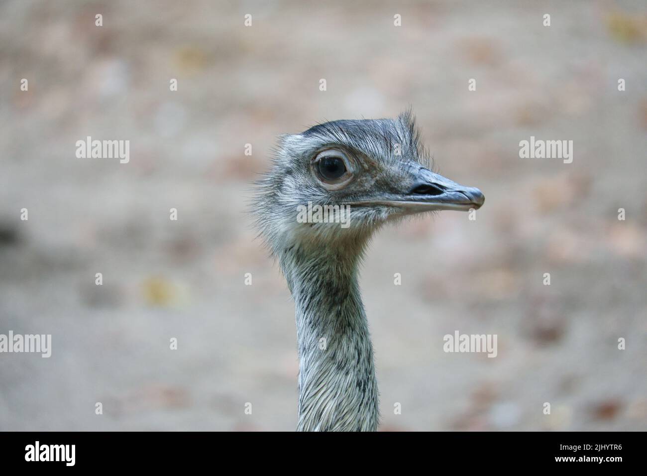Vogel-Strauß mit lustiger Optik. Großer Vogel aus Afrika. Langer Hals und lange Wimpern. Lustiges Tierfoto Stockfoto