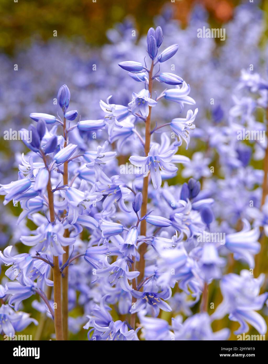 Spanische Bluebellblumen, eine Art von Hyacinthoides, blühen und blühen auf einem Feld oder einem botanischen Garten draußen. Wild blühende Pflanzen gedeihen Stockfoto