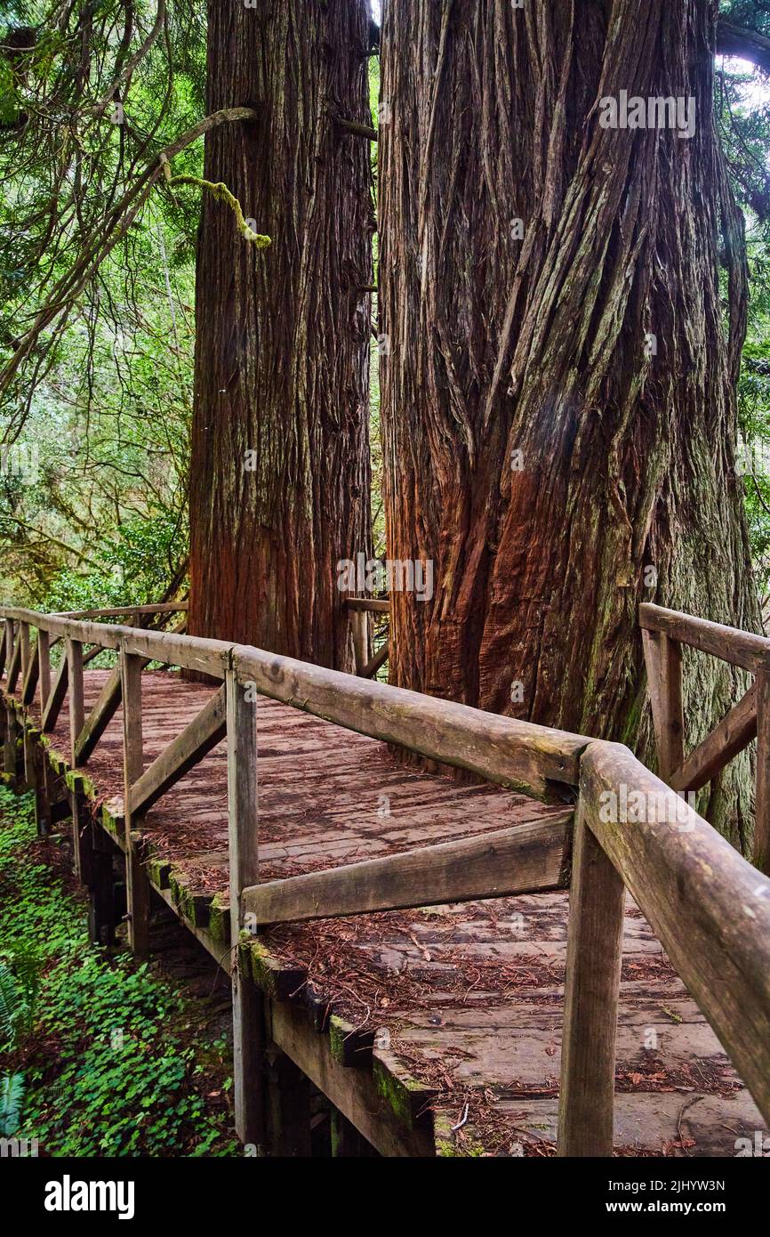 Blick von der Seite der hölzernen Wanderbrücke mit in die Brücke geschnittenen Redwood-Bäumen Stockfoto