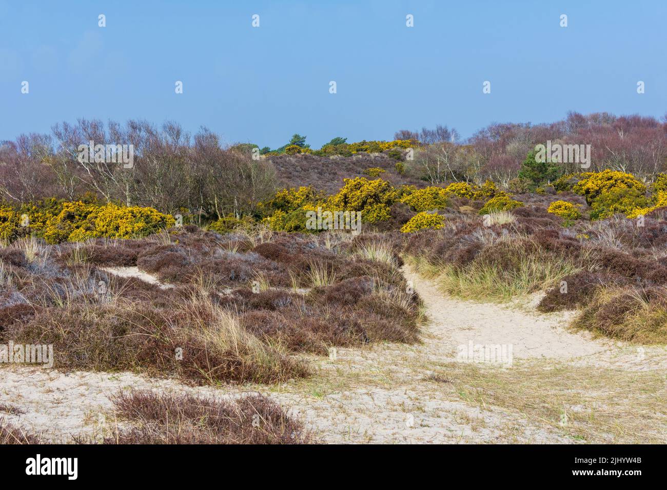 Der Heather Walk in Studland Bay, an der Südküste von Dorset, England. Stockfoto