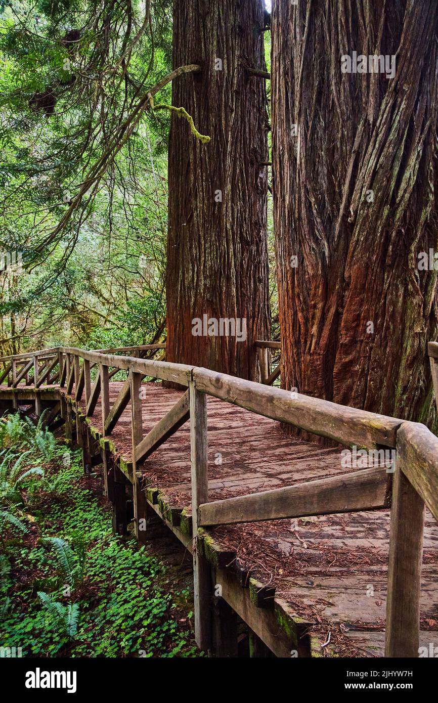 Wanderbrücke in Redwoods mit Bäumen, die in einen Holzweg schneiden Stockfoto