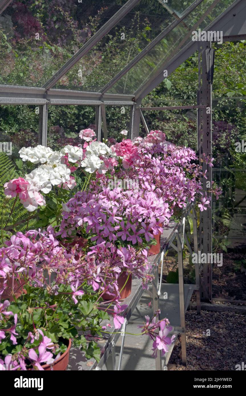 Gewächshaus in Rhyd y Car mit attraktiven Blüten, St. Fagans - Sain Ffagan Museum, Juli 2022. Sommer. Stockfoto