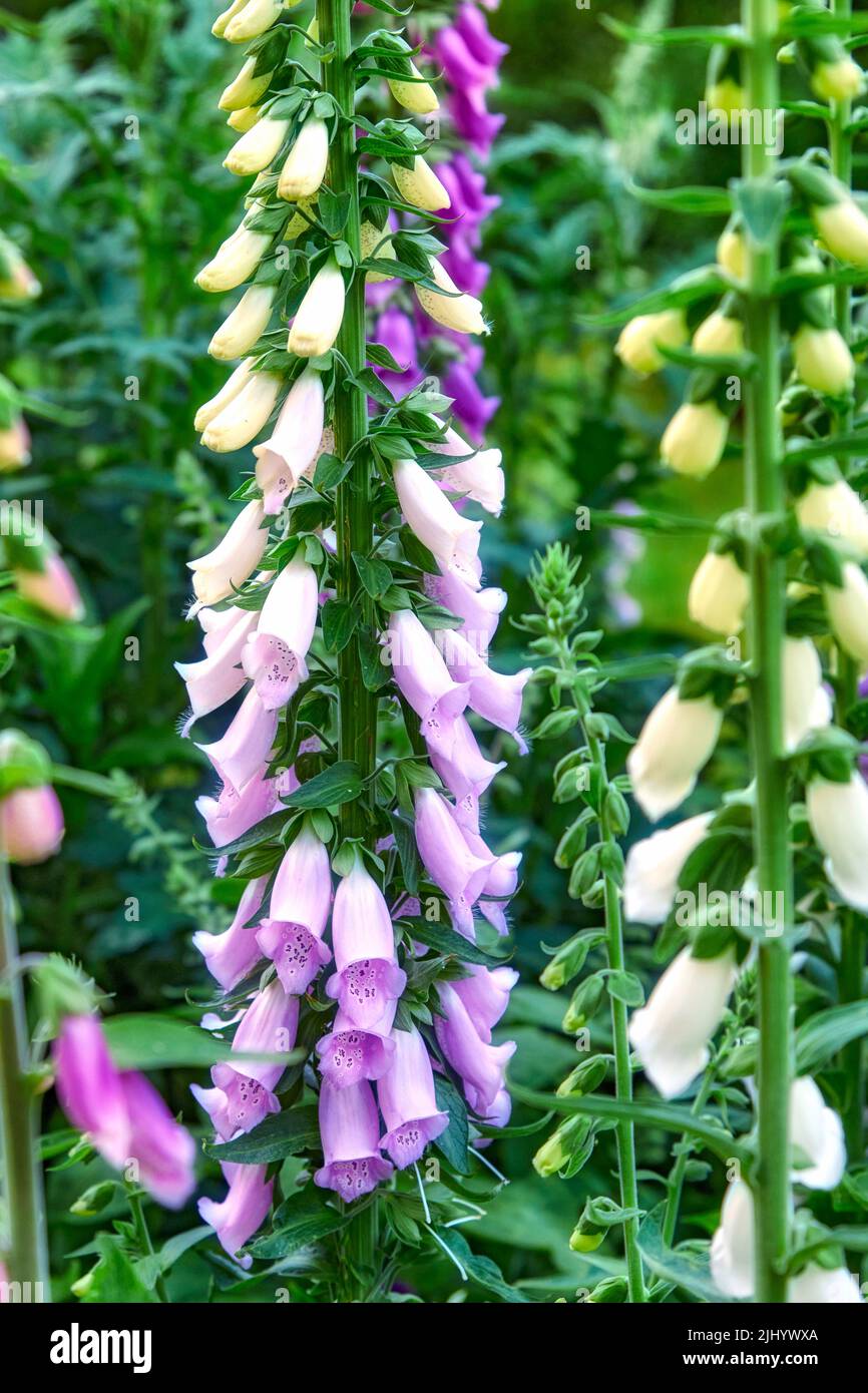 Wildblumen blühen auf Stielen in der Natur. Lila Fuchshandschuhe wachsen in einem Garten im Garten im Sommer. Nahaufnahme von lila blühenden Pflanzen, die auf einem blühen Stockfoto