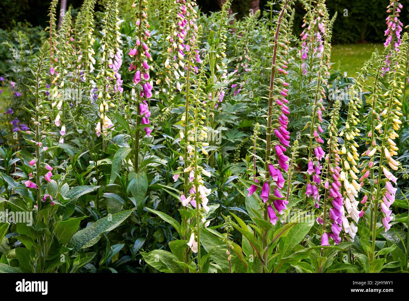 Lila Fuchshandschuh blüht im Sommer in einem Garten im Hinterhof. Violet digitalis purpurea blühende Pflanzen, die im Grünen und in der Vegetation blühen Stockfoto