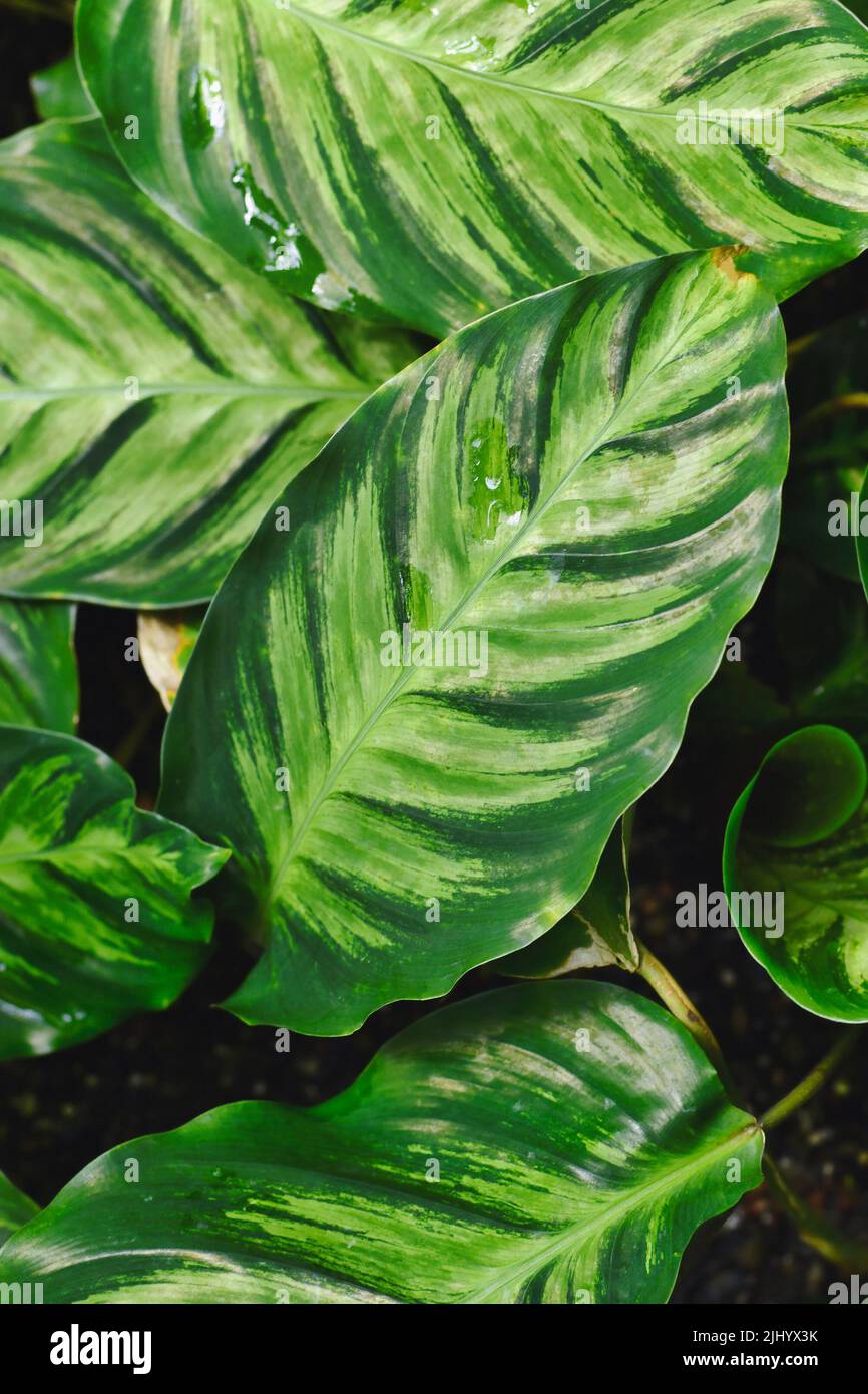 Tropische „Calathea Louisae“-Pflanze mit bunten grünen Streifenmustern auf den Blättern Stockfoto