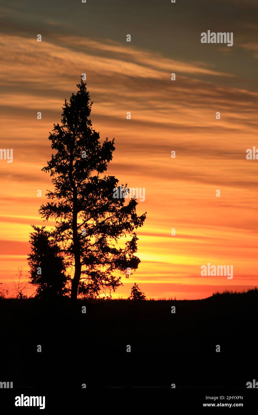 Silhouette eines Baumes bei Sonnenaufgang im Herbst, Northwest Territories, Kanada. Stockfoto