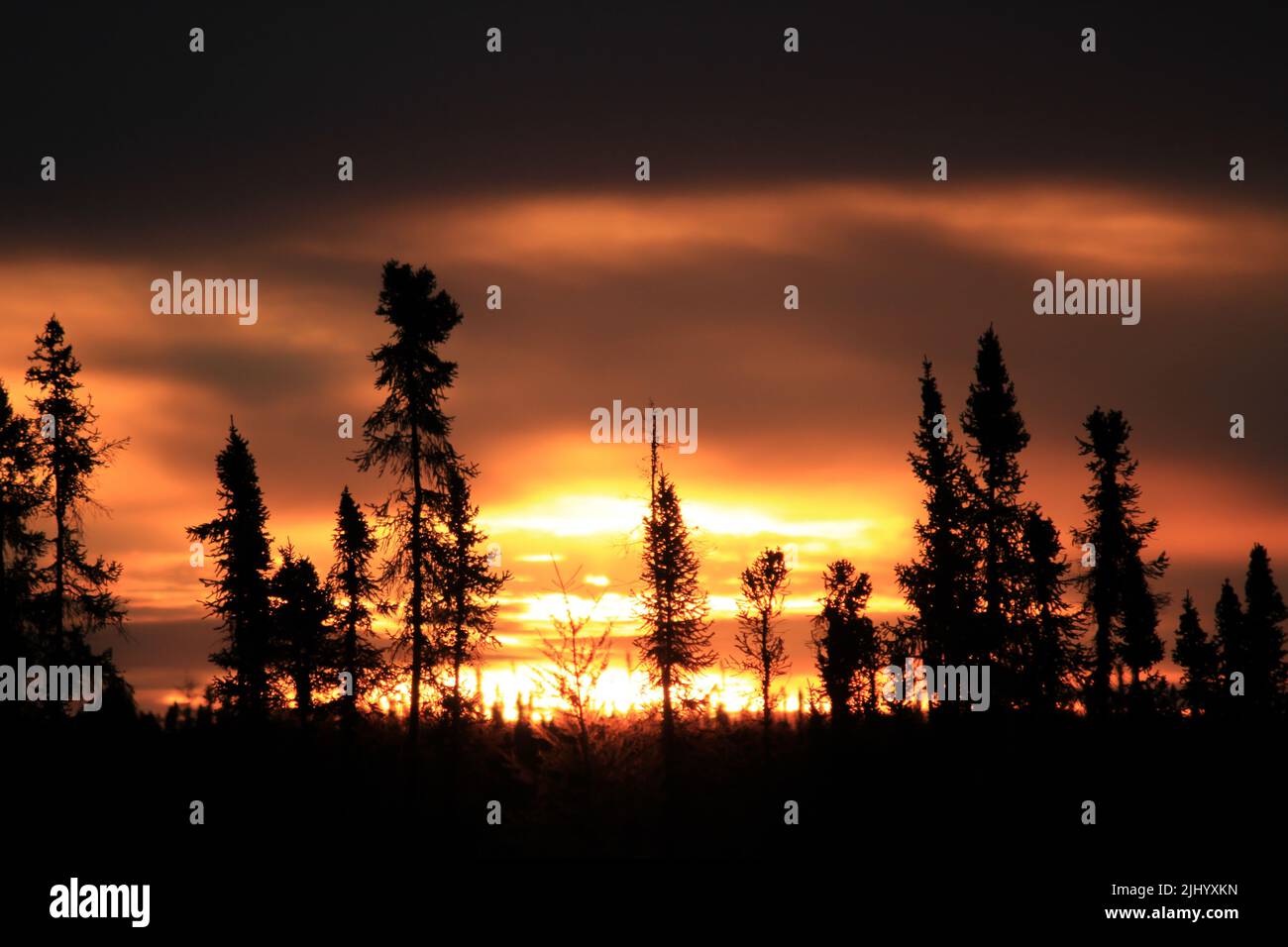 Silhouette von Bäumen bei Sonnenaufgang im Herbst, Northwest Territories, Kanada. Stockfoto