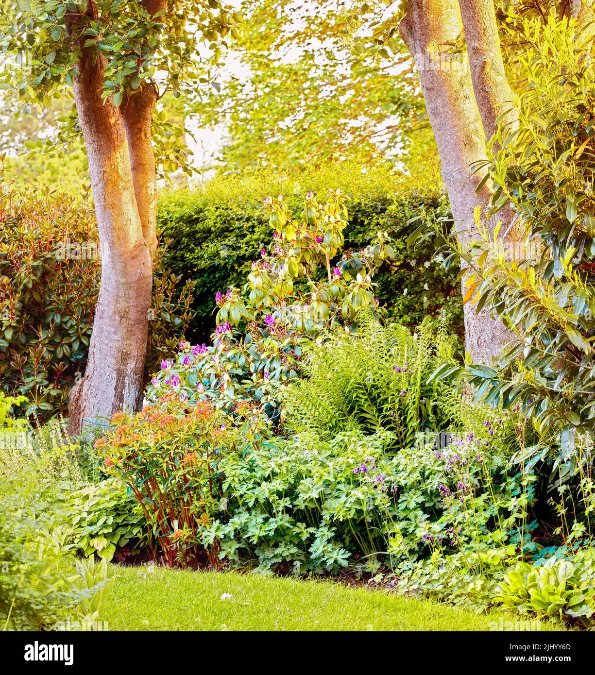 Farbenfroher Garten mit verschiedenen grünen Pflanzen und Bäumen, die im Sommer draußen wachsen. Üppiger Hinterhof mit Büschen und wilden Blumen mit Kopierraum Hintergrund Stockfoto