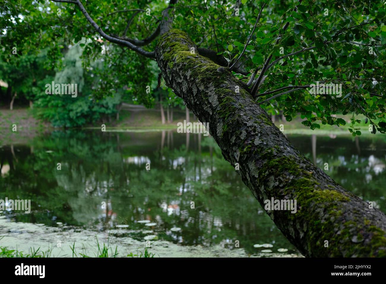 Schließen Sie die alte Rinde auf dem großen Baum mit Zweig und Blatt. Stockfoto