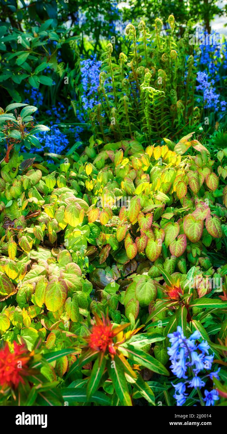 Farbenfroher Garten mit verschiedenen Pflanzen und Blumen für den Kopierraum. Überwucherter Hinterhof mit hellen Blautönen, grünen Farnen und Barrenwürzeblättern, die wachsen Stockfoto