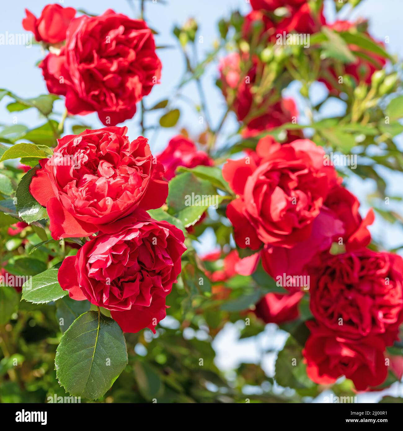 Blühende rote Hybrid-Teerosen Stockfoto