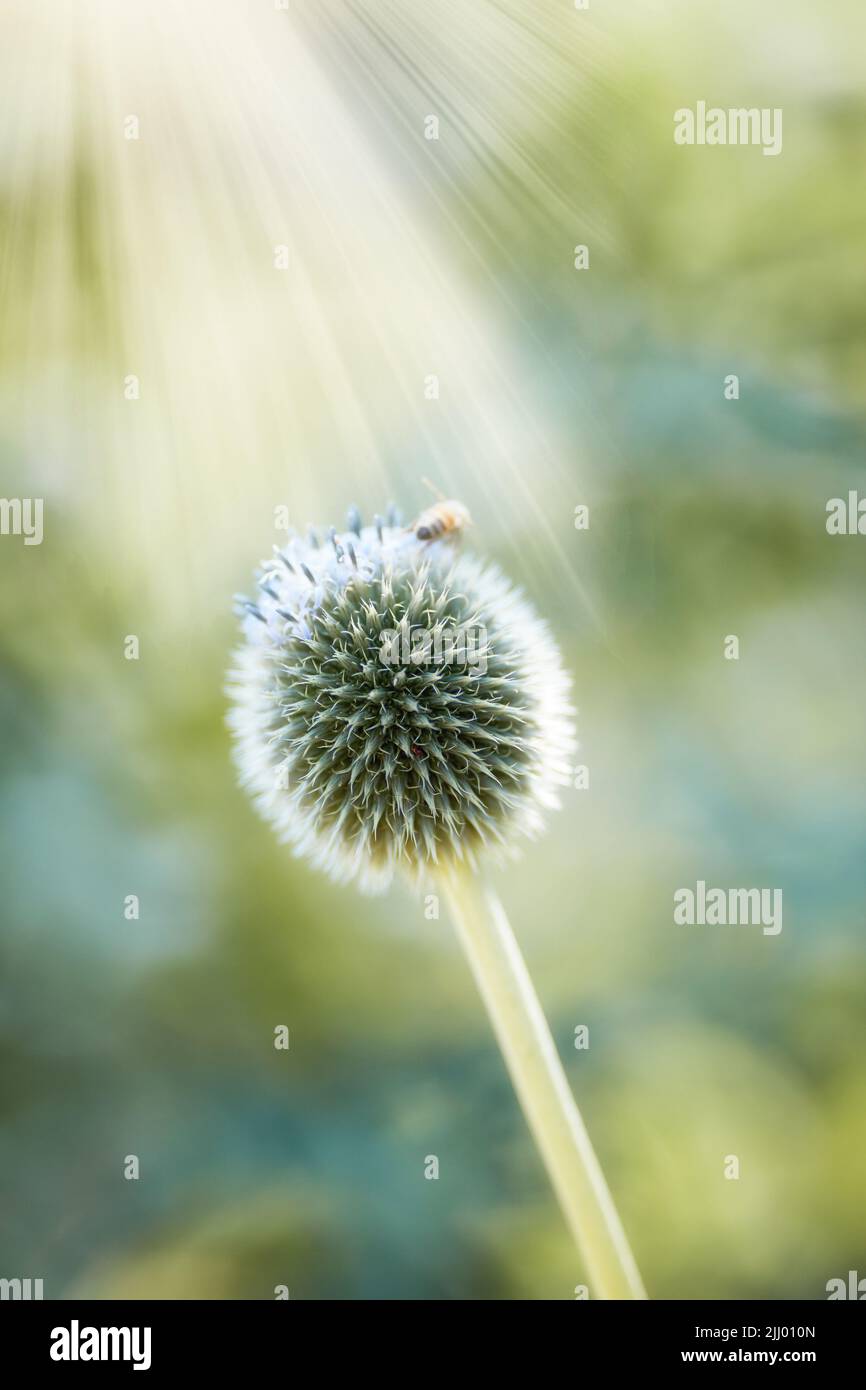 Nahaufnahme der blauen Globe Thistle-Pflanze, die im Sommer von Bienen in einem Garten bestäubt wird. Botanik wächst auf einem grünen Feld auf dem Land. Zoom von Stockfoto