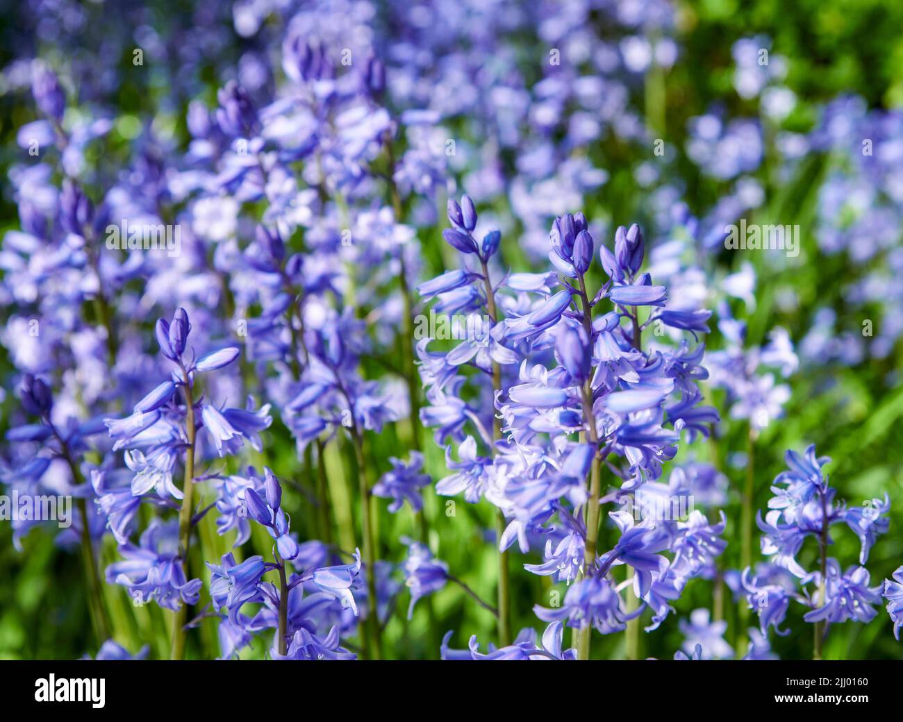 An einem Frühlingstag blüht ein Feld von Bluebell-Blumen im Freien in einem Park. Wunderschöne, lebendige, violette Pflanzen, die in einem grünen Busch draußen in einem Park wachsen Stockfoto
