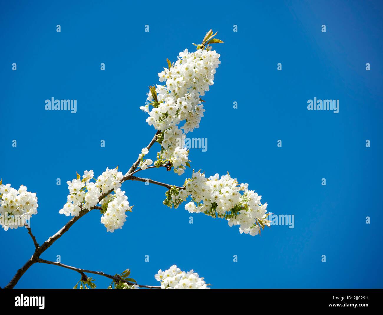 Weiße Kirschblüten wachsen auf einem grünen Zweig in einem Hausgarten und isoliert vor blauem Himmel mit Kopierraum. Low-Angle-Ansicht von Bunch of Stockfoto