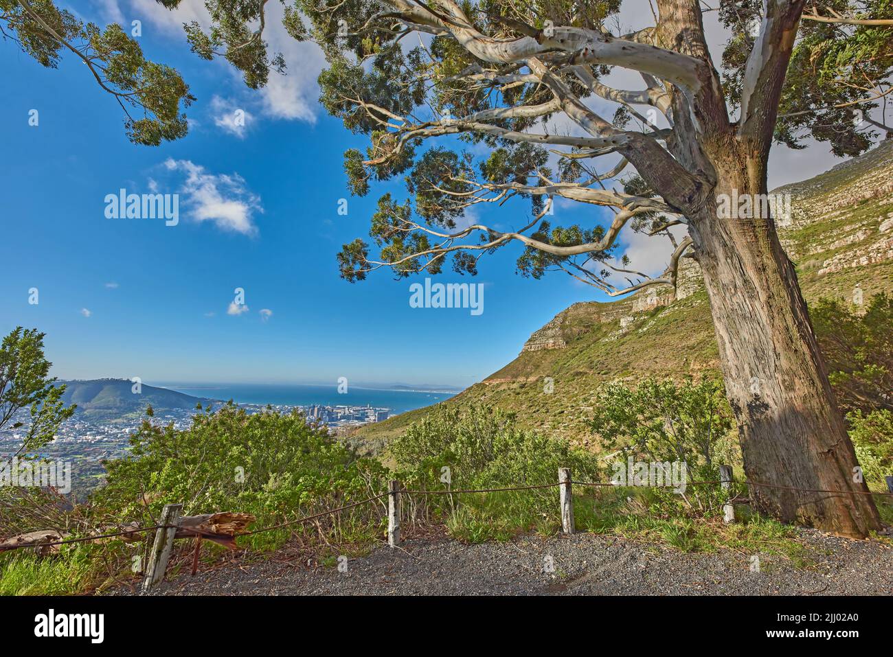 Friedliche und malerische Aussicht auf das Laub in der Nähe einer Stadt. Wunderschöne Naturlandschaft in Kapstadt, Südafrika an einem Sommertag. Großer Baum, umgeben von einem Stockfoto