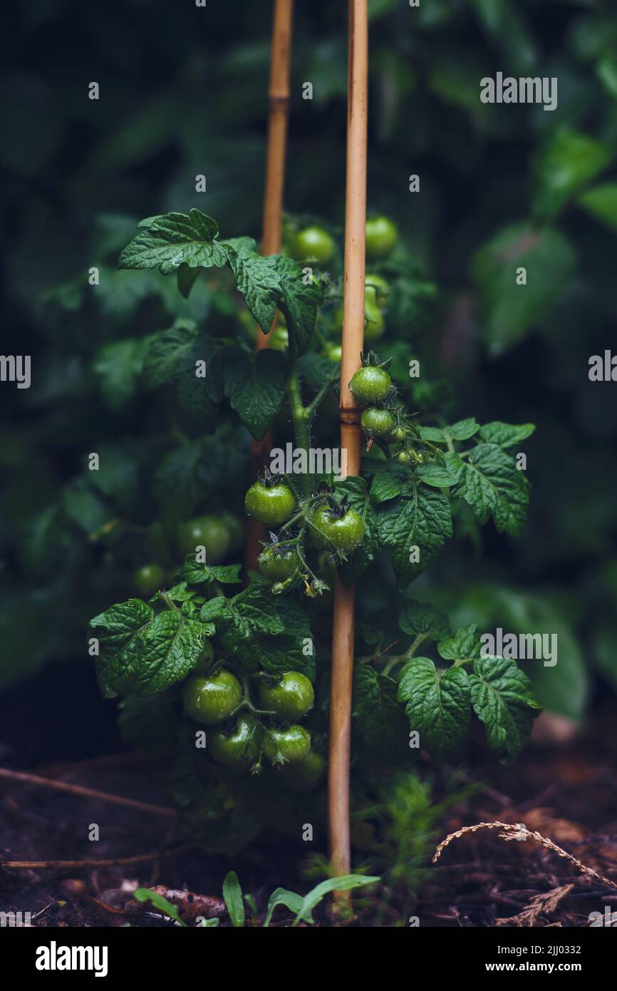 Tomatenpflanze mit grünen Tomaten nach Regen. Hochwertige Fotos Stockfoto