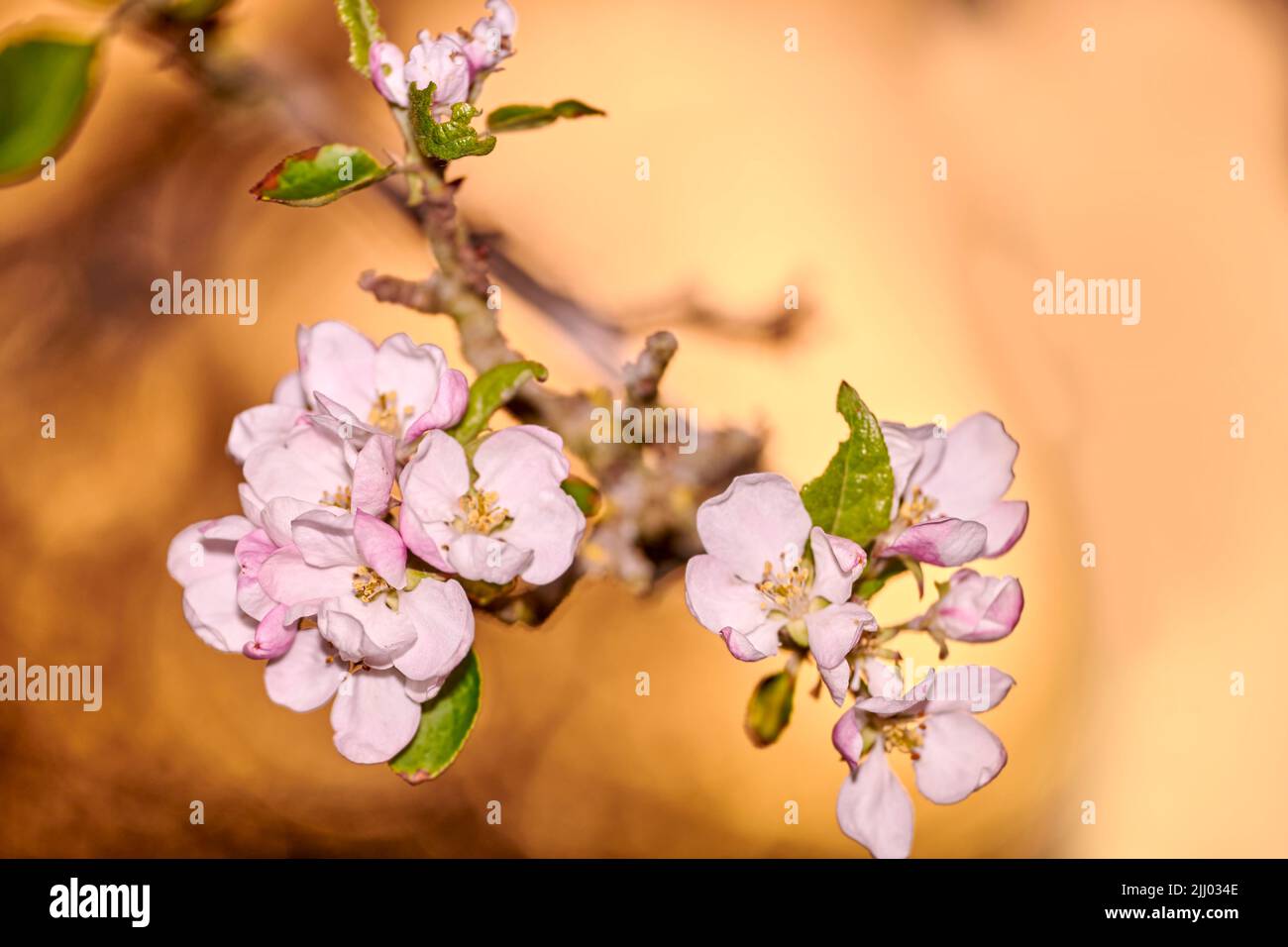 Landschaftsansicht von schönen isolierten Blumen im Fokus. Blüht von einem Baum im Freien. Sonne scheint auf fokussierte rosa Blume Gruppe mit grün Stockfoto
