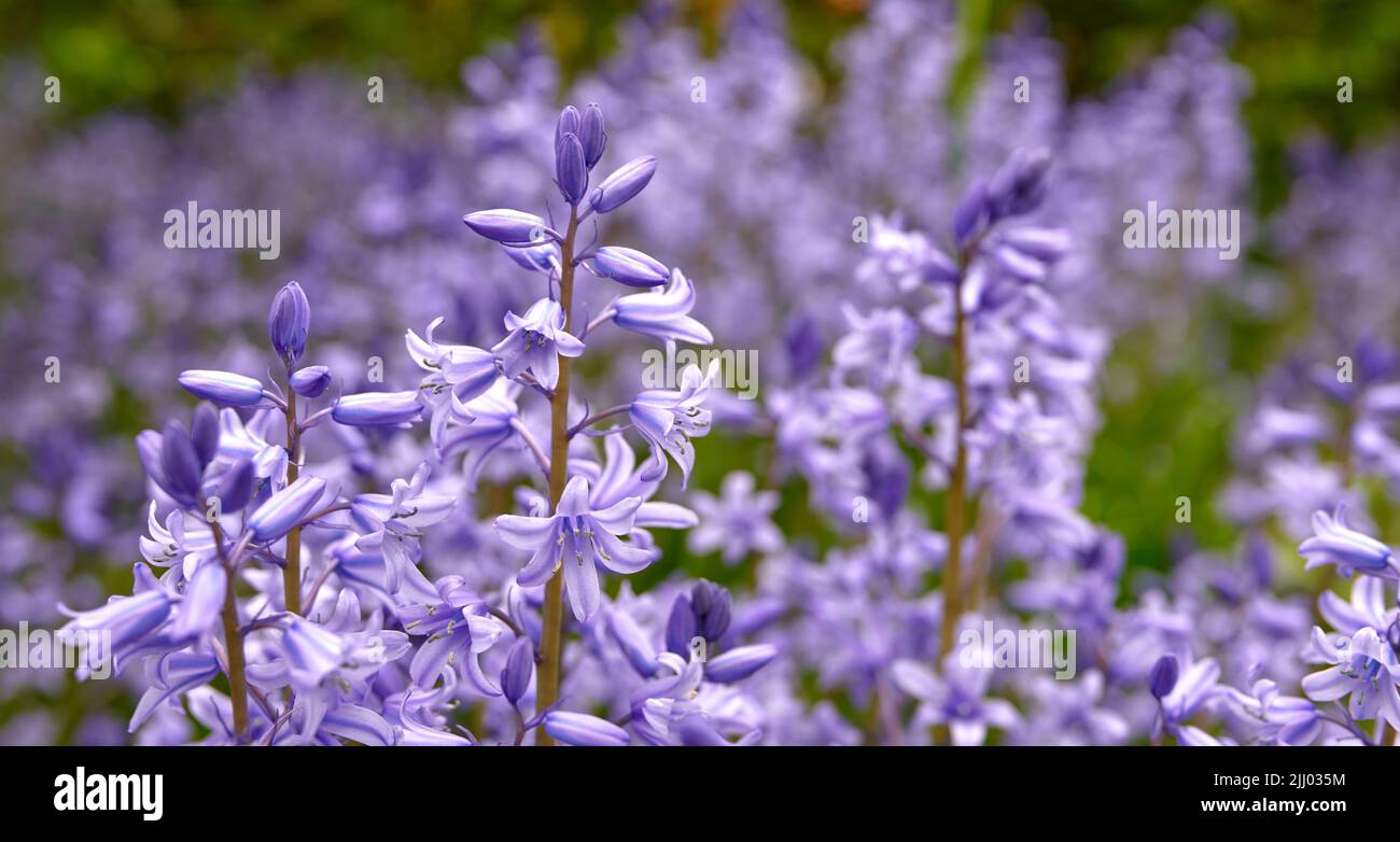 Bluebell scilla siberica Flowers, eine Art von Geranien, die in einem Feld oder botanischen Garten wächst. Pflanzen mit leuchtenden Blättern und violetten Blütenblättern blühen Stockfoto