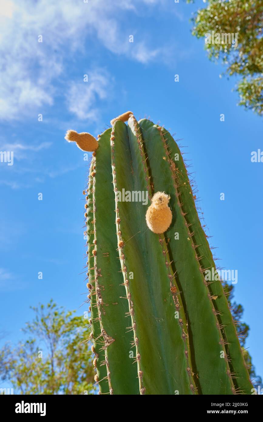 Große Kardankaktuspflanze wächst gegen blauen Himmel mit Wolken und Kopierraum Hintergrund. Niedrige Ansicht von lebendigen, sukkulenten Kakteen mit Dornen Stockfoto