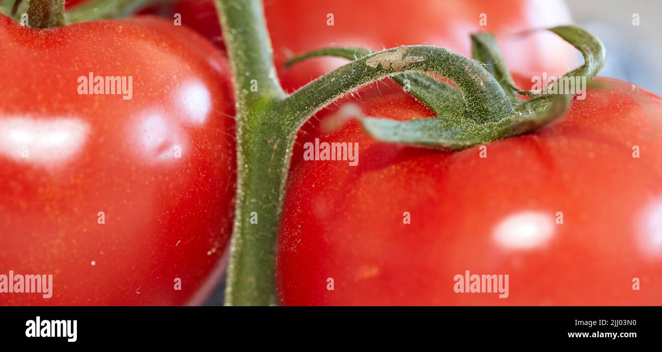 Essen. Nahaufnahme von reifen roten Tomaten mit grünem Stiel für frisches natürliches und organisches Gemüse mit Kopierraum Hintergrund. Breite Tapete für Stockfoto