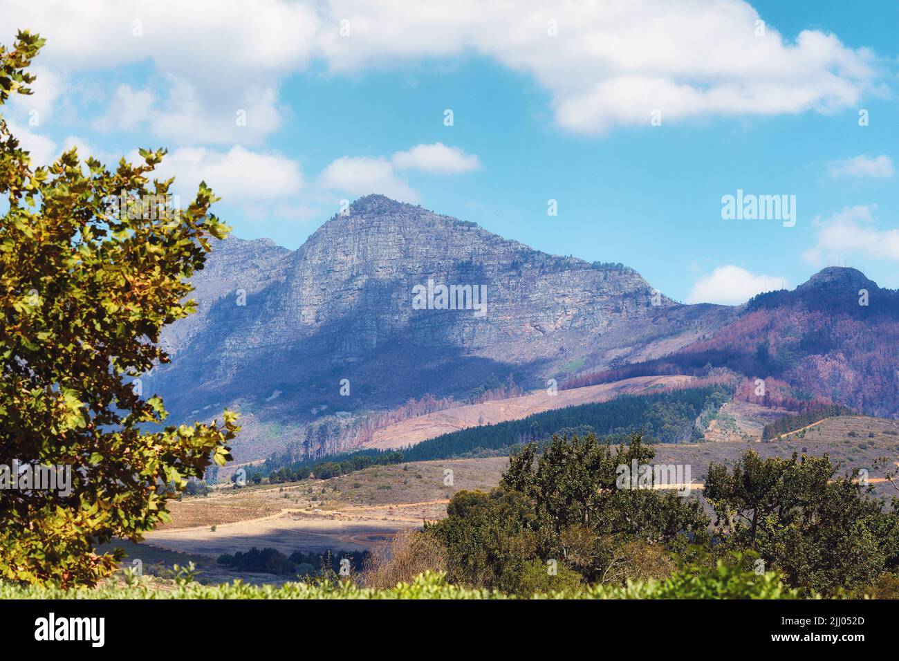 Lebendige, wunderschöne Pflanzen, die einen Berg in Kapstadt, Südafrika, umgeben, mit Kopierfläche. Hohe Bäume und üppig grüne Sträucher wachsen friedlich Stockfoto