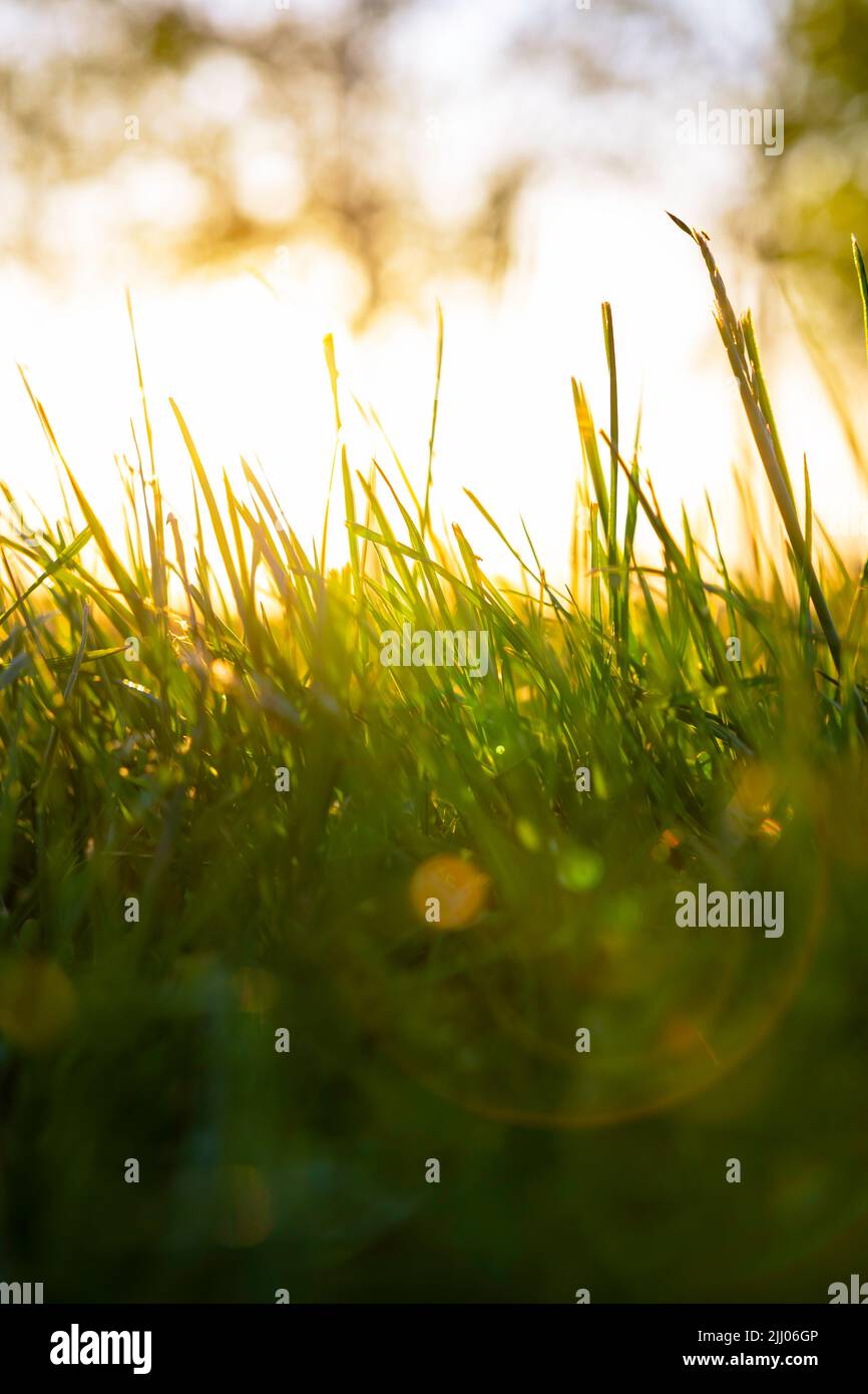Defokussiert Gräser oder schneidet vertikale Hintergrundfoto. Natur- oder Umgebungshintergrundfoto. Stockfoto