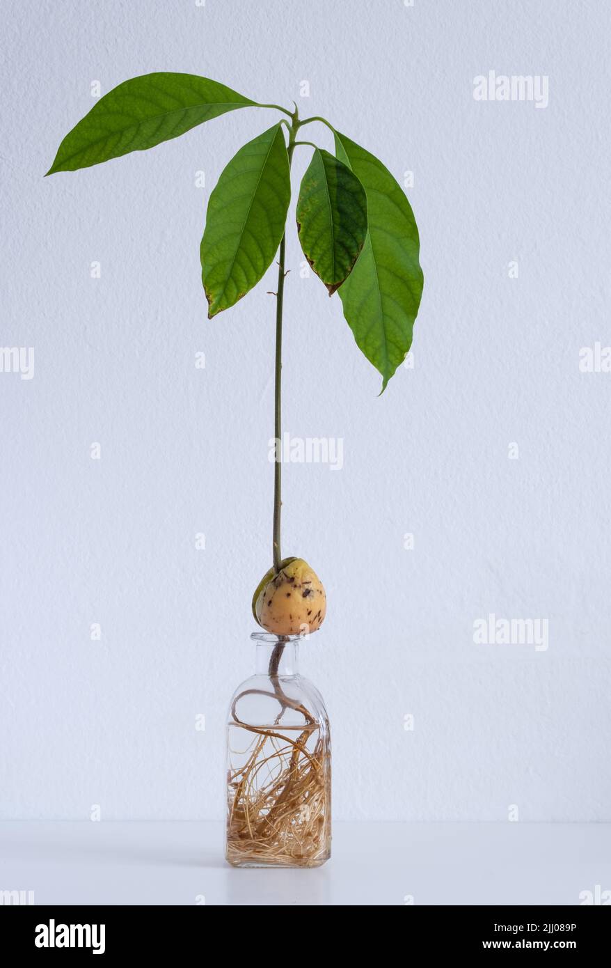 Avocado Stein, Samen, wächst im Wasser. Nachhaltiges Wohnen, nachhaltiges Lifestyle-Konzept Stockfoto