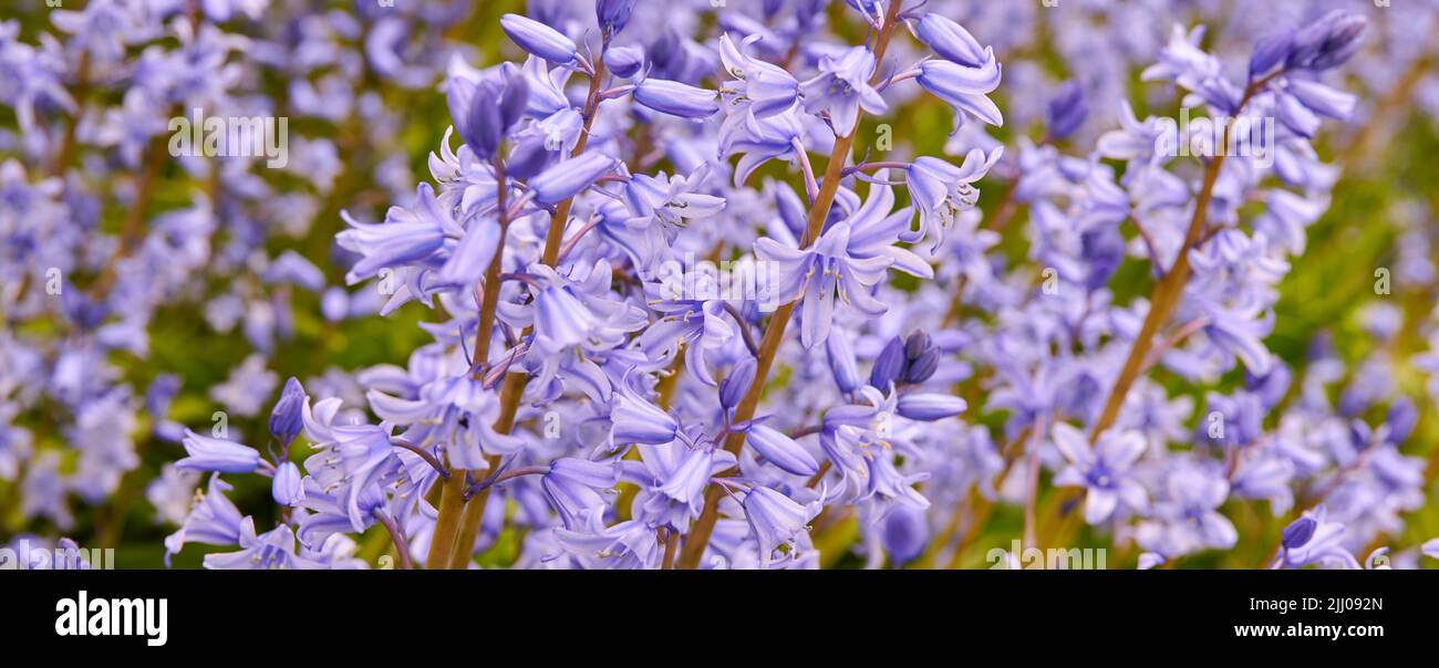 Tapete von zarten blauen Blumen in einem Feld im Frühjahr mit Kopierraum. Nahaufnahme Landschaft der Natur und Pflanzenansicht von Bluebells oder Indigo Hyazinthen Stockfoto