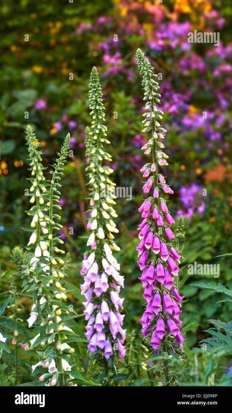 Schöne Blumen wachsen in einem Garten im Garten im Sommer. Lila Füchshandschuhe blühen und öffnen sich in einem Naturpark oder auf einem Feld im Frühjahr. Digitalis Stockfoto