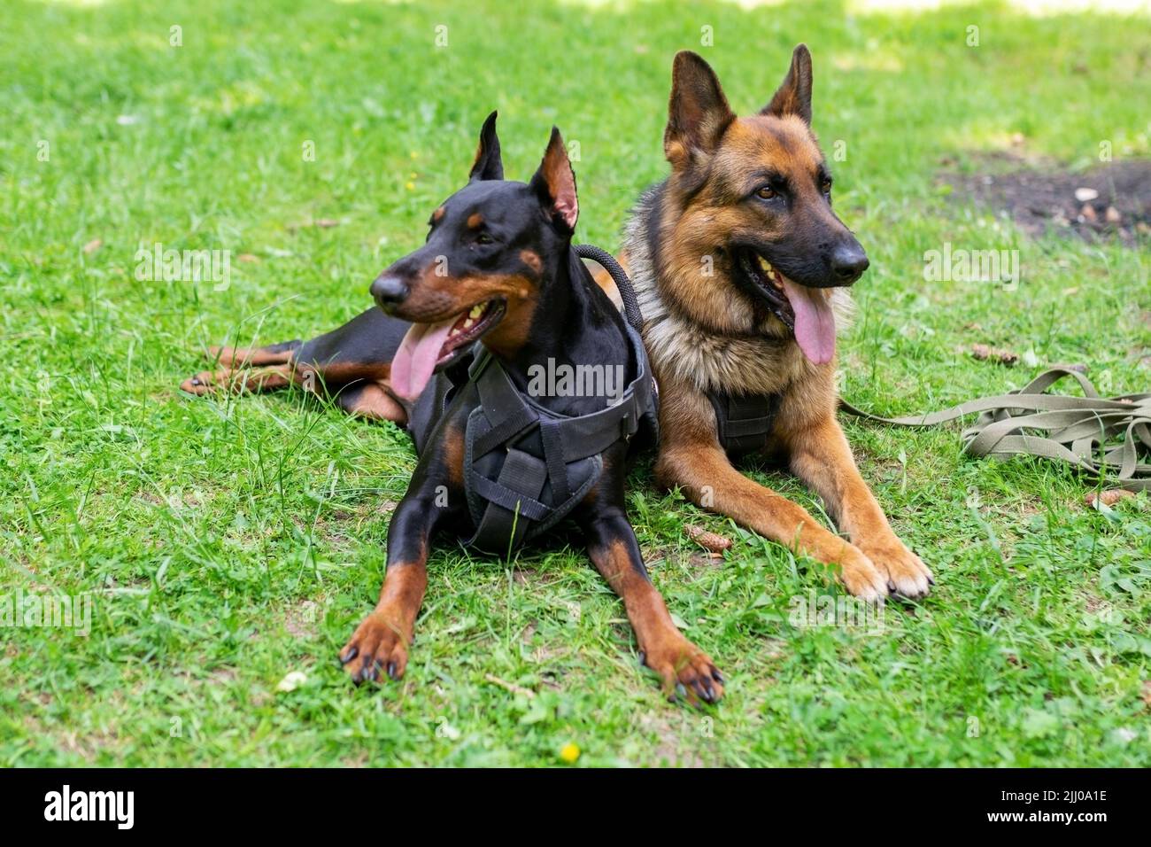 Dobermann und Deutscher Schäferhund, auf dem Gras im Wald. Hochwertige Fotos Stockfoto