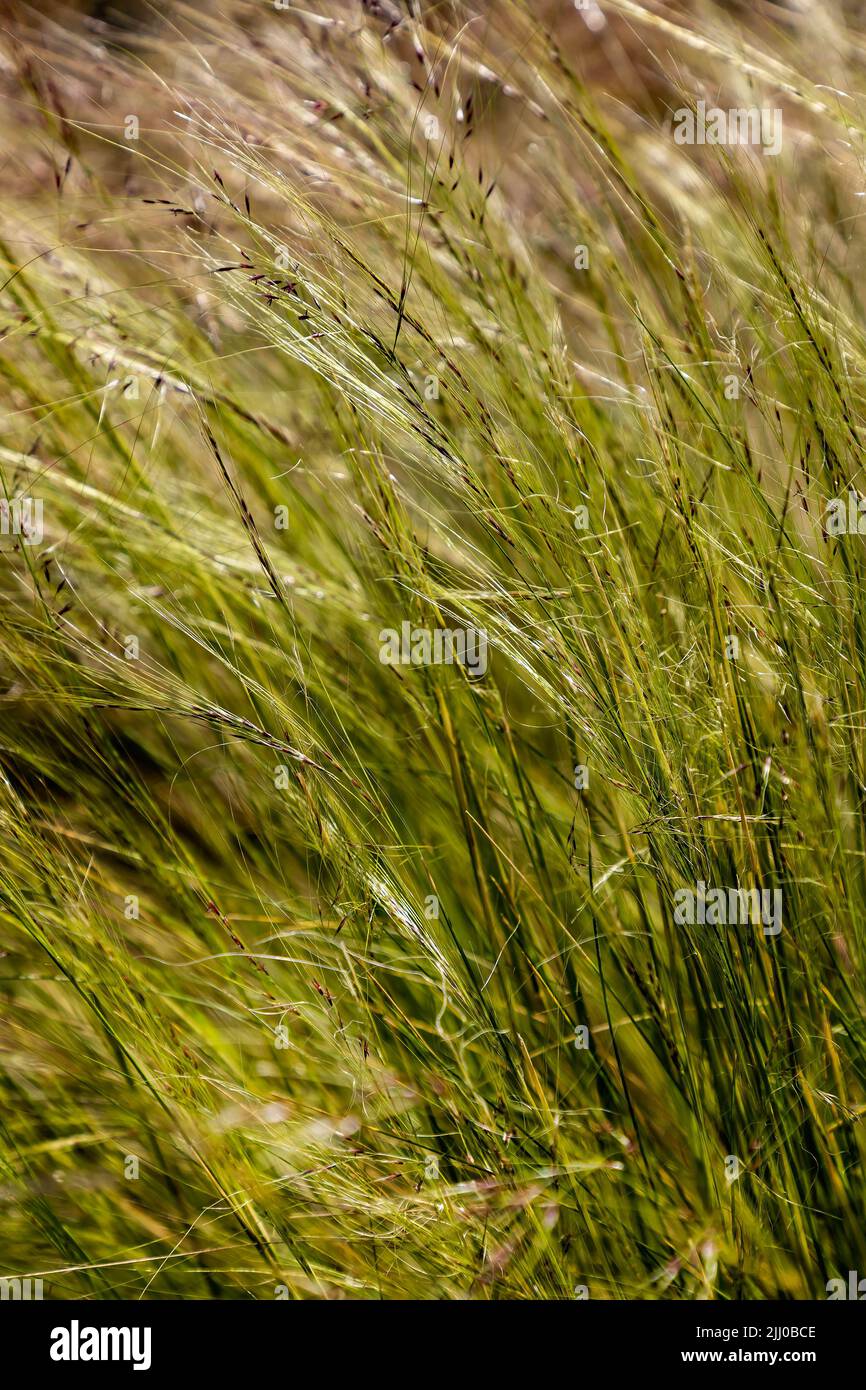 Gräser an einer Grenze bei Laskey Farm, Thelwall, Warrington Stockfoto