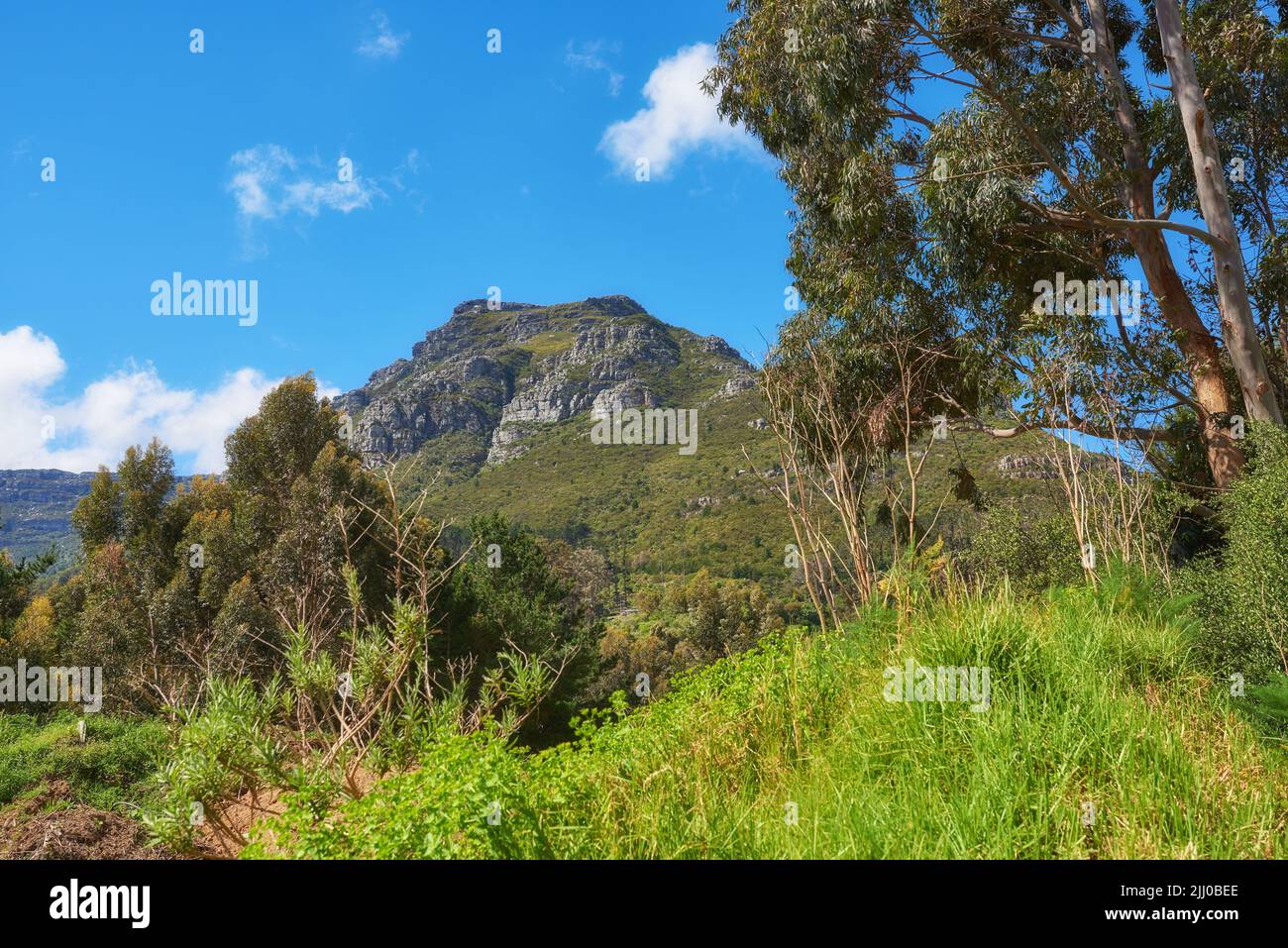 Grüne Baumpflanzen auf den Bergen mit blauem Himmel Kopieplatz. Schöne Artenvielfalt in einer Naturlandschaft wilde einheimische Vegetation, Sträucher und Bäume Stockfoto