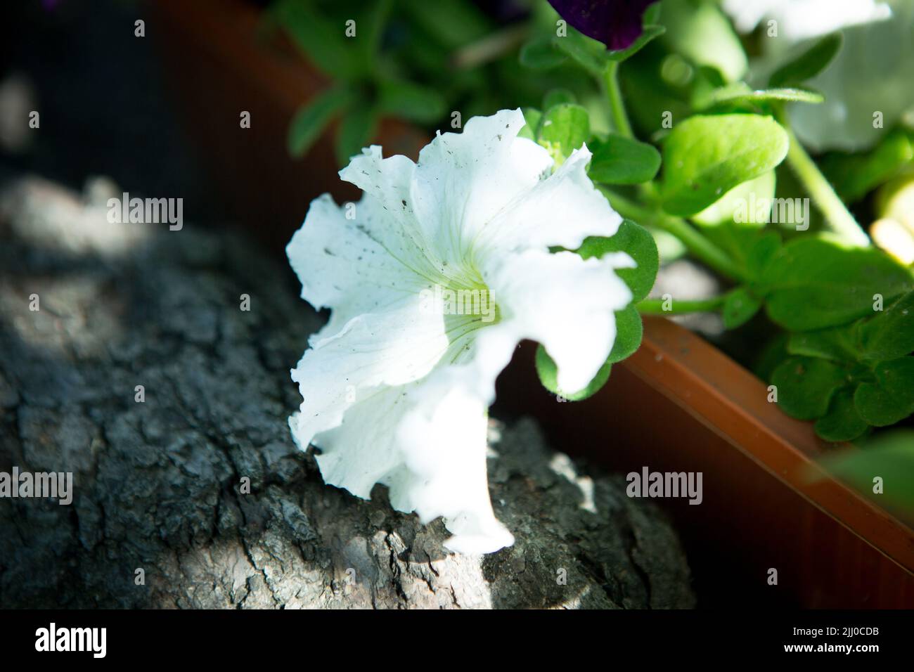 Helle Petunia-Blüten. Hintergrund von Petunia Blumen. Stockfoto