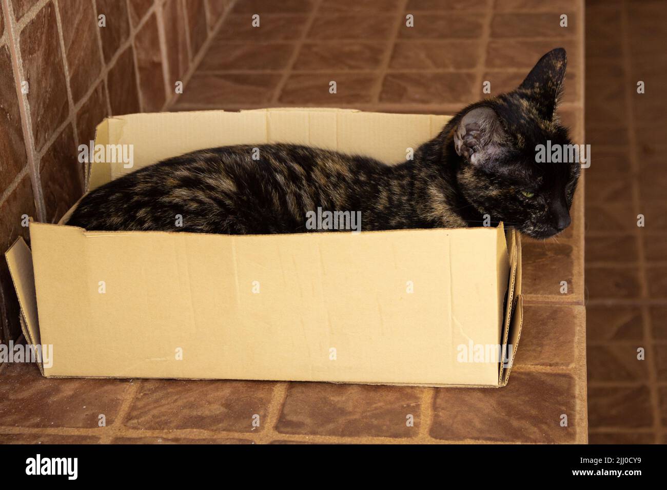 Goiania, Goiás, Brasilien – 21. Juli 2022: Eine Schildkrötenkatze legt sich in einem kleinen Karton-Schuhkarton nieder. Stockfoto