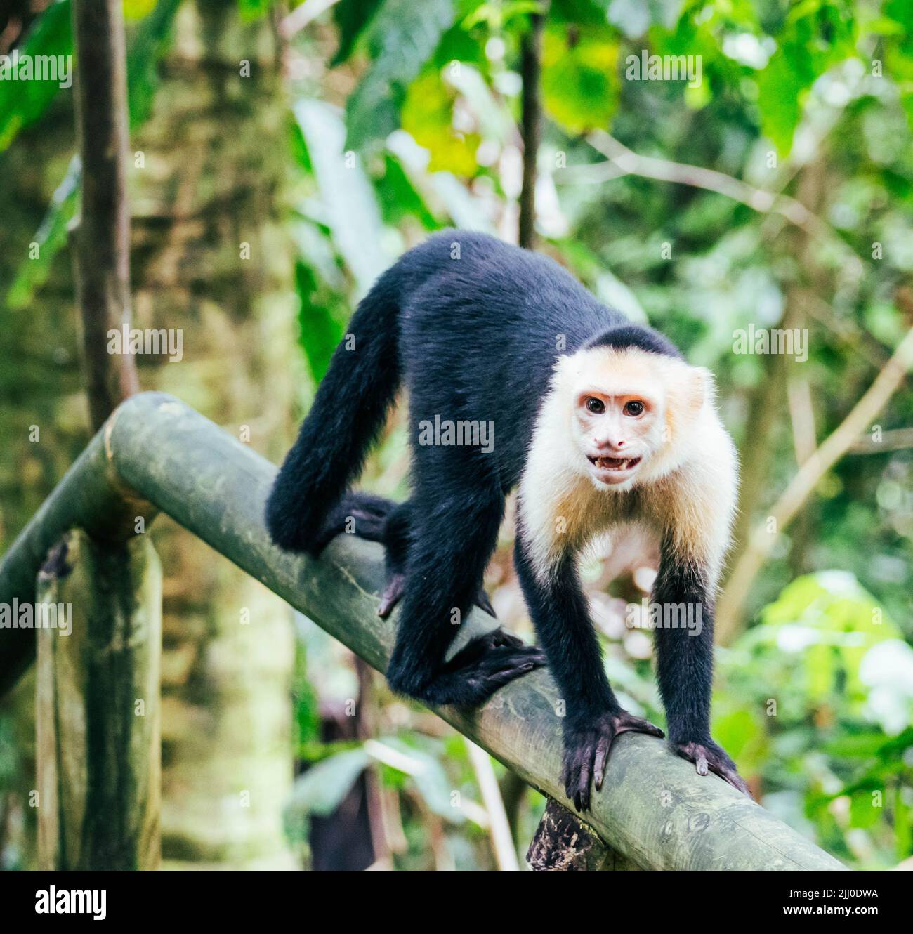 Ein weißer Affen schaut in einem Nationalpark auf die Kamera Stockfoto