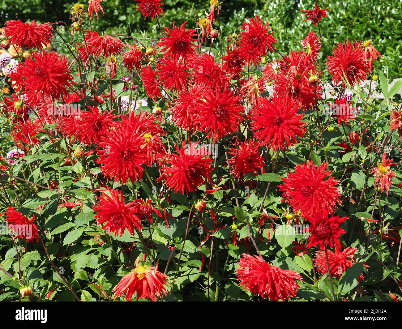 Roter Kaktus Dahlien blüht in einem Garten Stockfoto