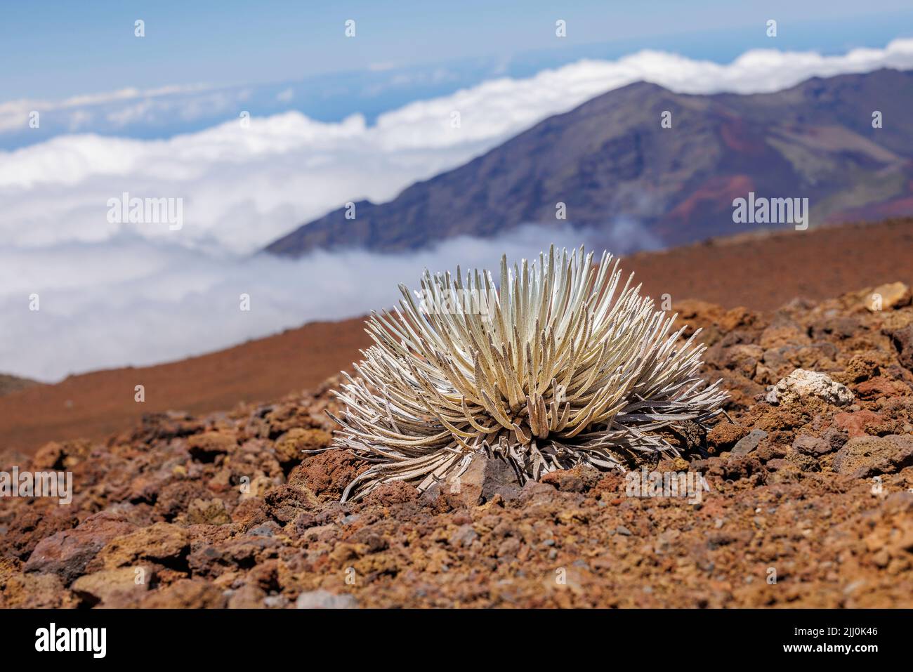 Eine seltene Silversword-Pflanze, Argyroxiphium sandmicense macrocephalum, am 10.000 für Sumit von Haleakala, Haleakala National Park, Mauis schlafende Volca Stockfoto