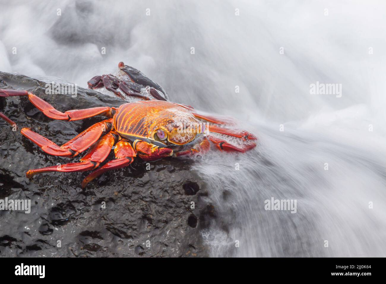 Eine Welle spült über Sally Lightfoot Crab, Graspus graspus, auf der Suche nach Algen in der Gezeitenzone zu speisen, Isla Santa Cruz, Galapagos. Stockfoto