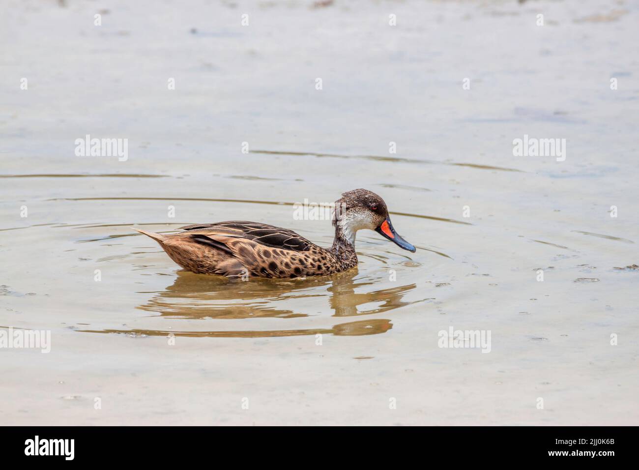 Ausgewachsener Galapagos-Weißwanzschwanz, Anas bahamensis galapagensis, in einem schlammigen Teich auf der Insel Santa Cruz, Galapagos, Ecuador. Dies ist ein endemischer Subs Stockfoto