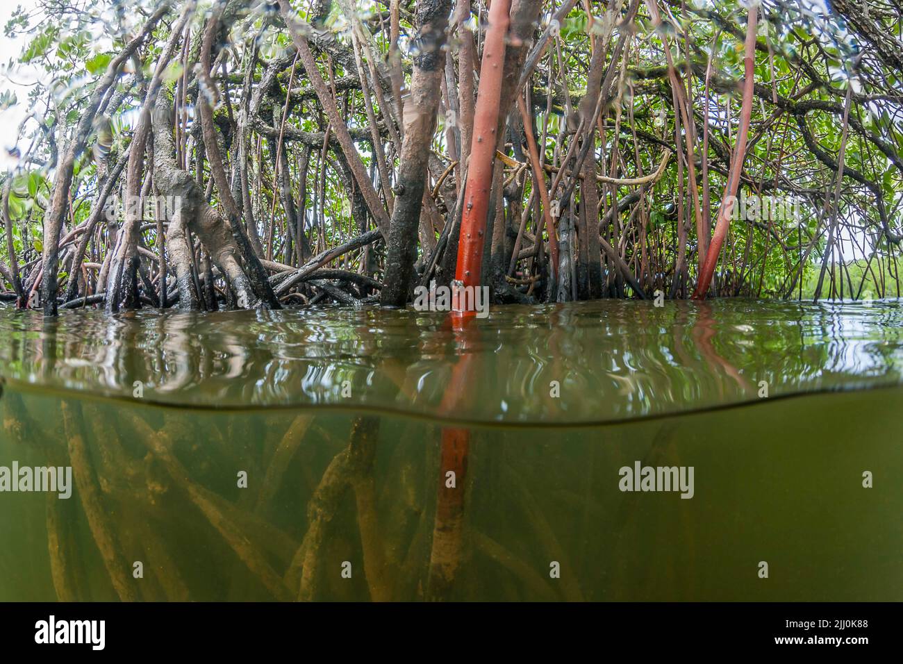 Eine geteilte Ansicht von Mangroven vor der Insel Yap in Mikronesien. Stockfoto
