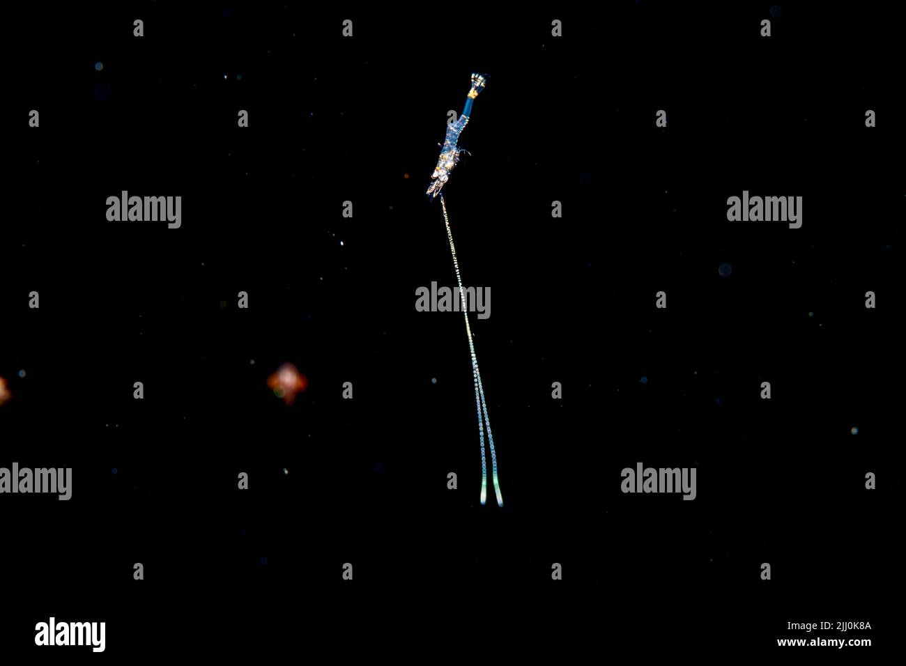 Dieses Bild wurde eine Meile vor der Insel Yap in der Nacht mit dem unteren 1000 + Fuß unter aufgenommen. Der Körper der Garnelen ist weniger als einen Zoll lang Stockfoto