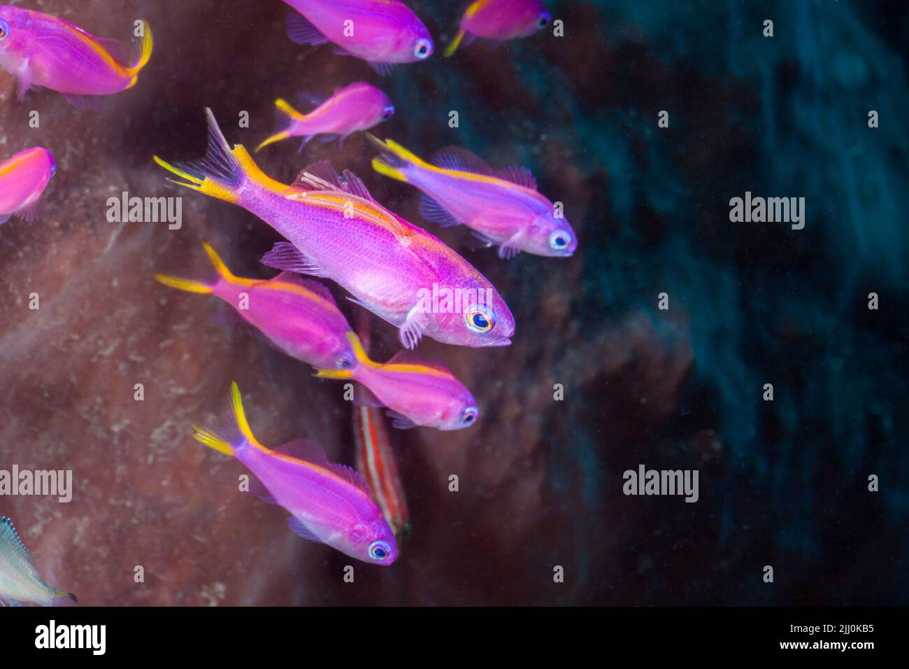 Dieses weibliche lila Feenbasslet, Pseudanthias tuka, hat einen parasitären Copepod mit großem Eiersack an der Seite. Möglicherweise ein Ankerwürmer, Lernaea sp. Stockfoto