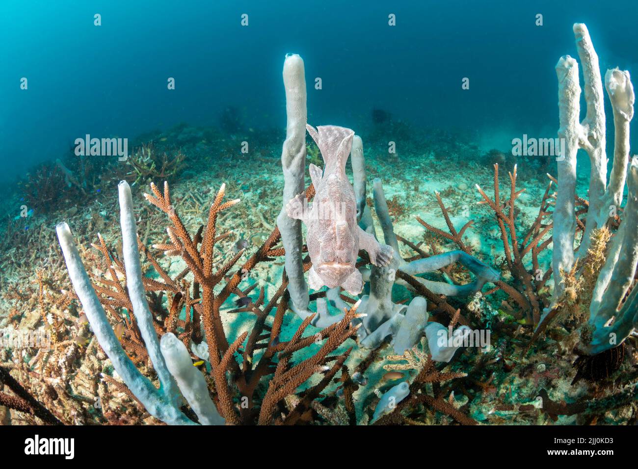 Ein commerson Anglerfische, Antennarius commersoni, thront auf einem Tube schwamm, Philippinen, Asien. Stockfoto