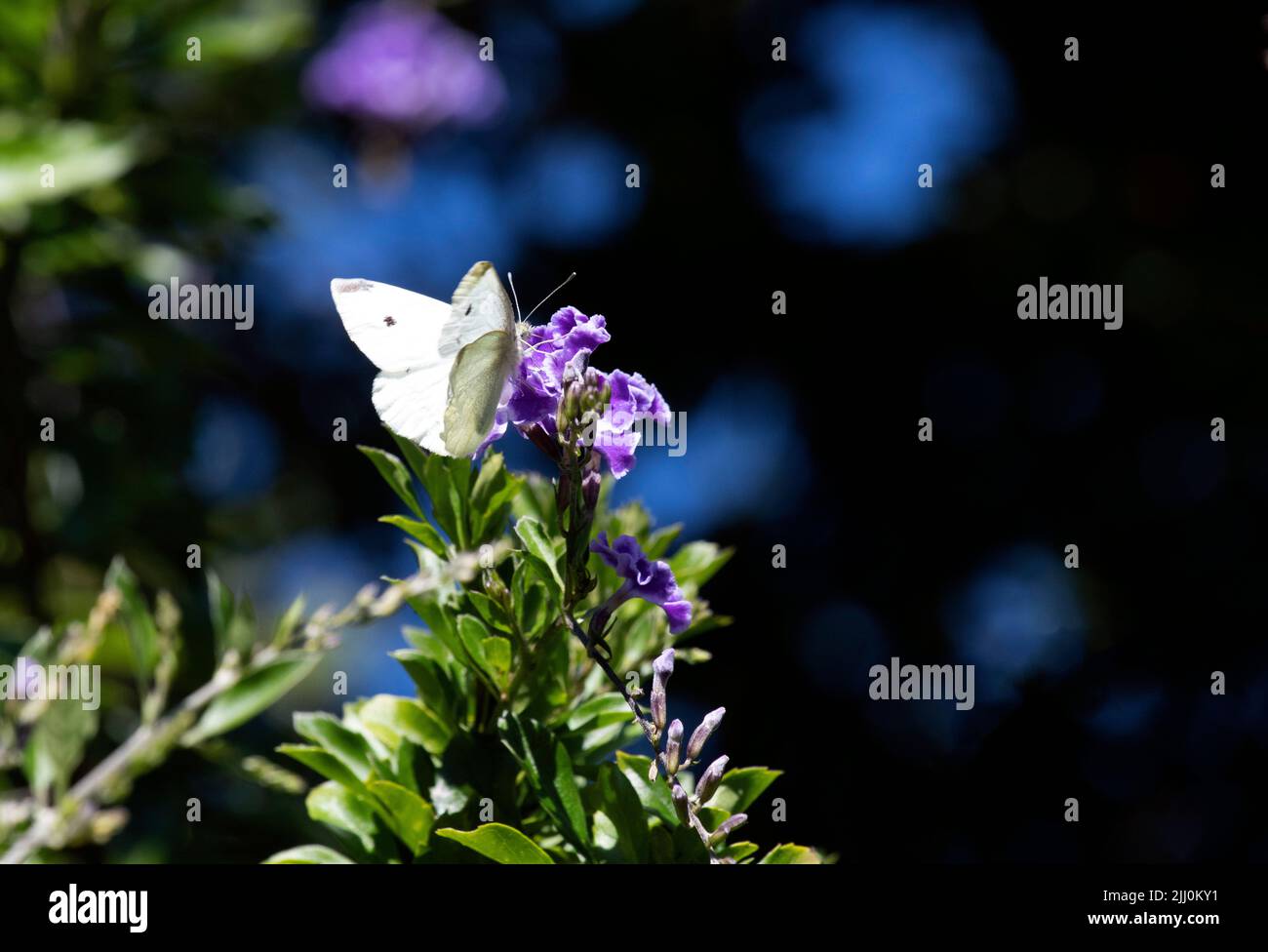 Ein Schmetterling schlürft Nektar aus einer Blume in Sydney, NSW, Australien (Foto: Tara Chand Malhotra) Stockfoto